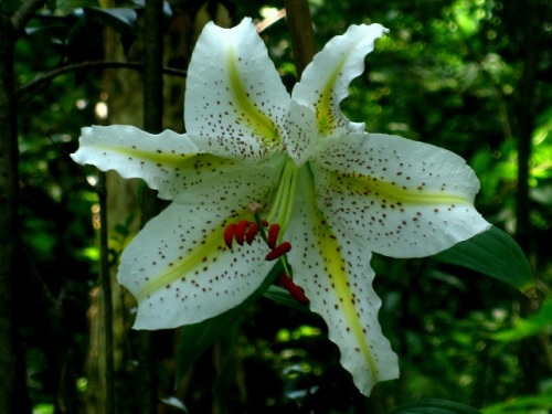 ヤマユリの花 ヤマユリの花は 茎先に横向きに付き 数個から多いものでは個にもなるそうです しろうと自然科学者の自然観察日記 楽天ブログ