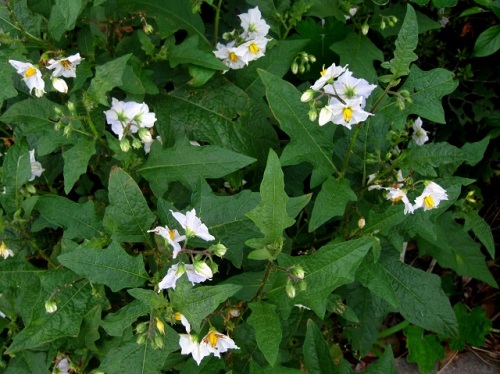 ナス科の植物で茎や葉に鋭い刺が多いワルナスビ 悪茄子 の花 団地周辺で見かける帰化植物 その 最終回 しろうと自然科学者の自然観察日記 楽天ブログ