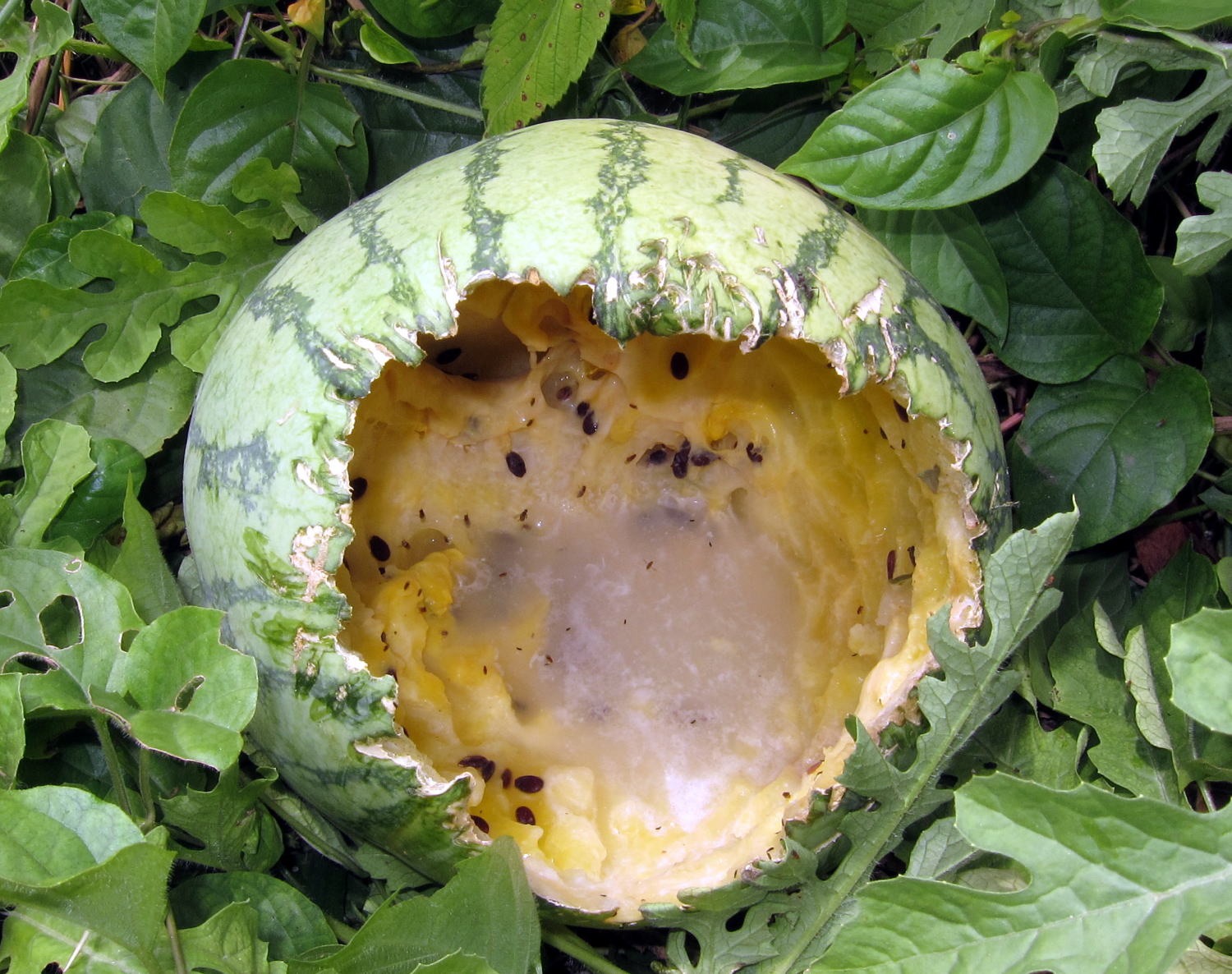 watermelon02.jpg