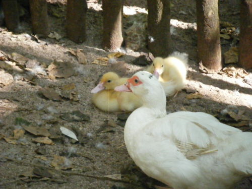 グアム旅行 リナラカルチャーパーク (28).JPG