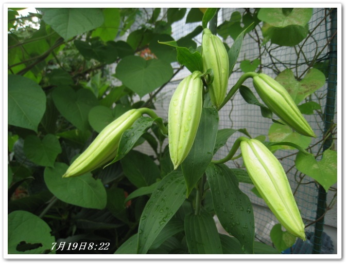 CANON_2014-07-19_08-22-42.JPG