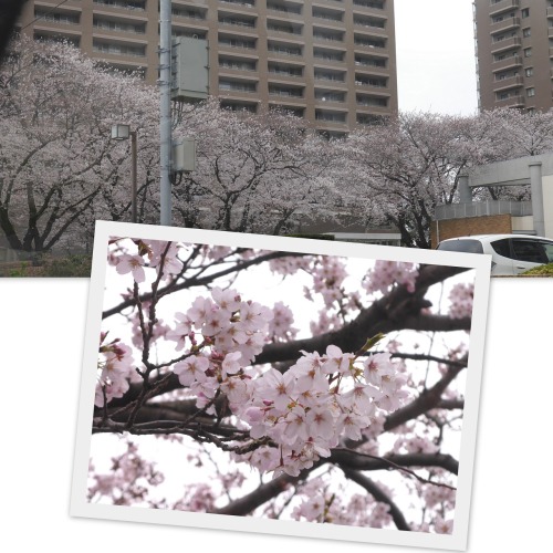 2020-03-23桜2.jpg