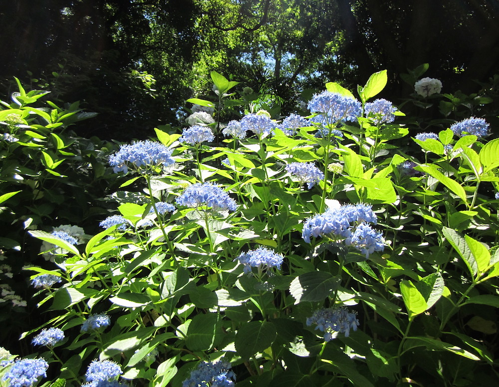 2016kamakura017.JPG