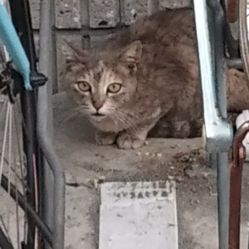 黄目猫と自転車2019