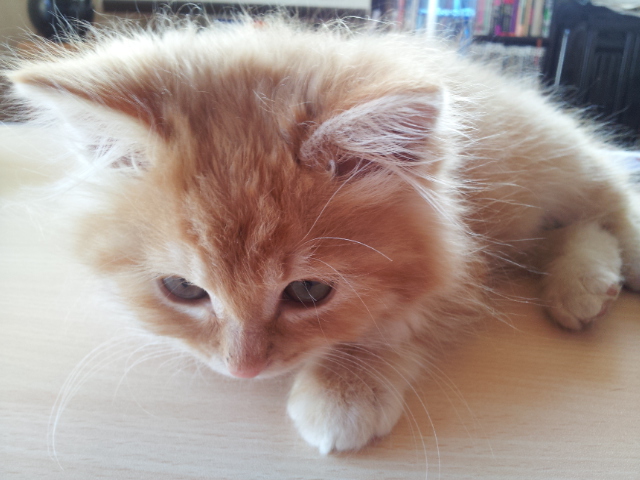 2013-02-02 15_19_21.jpg