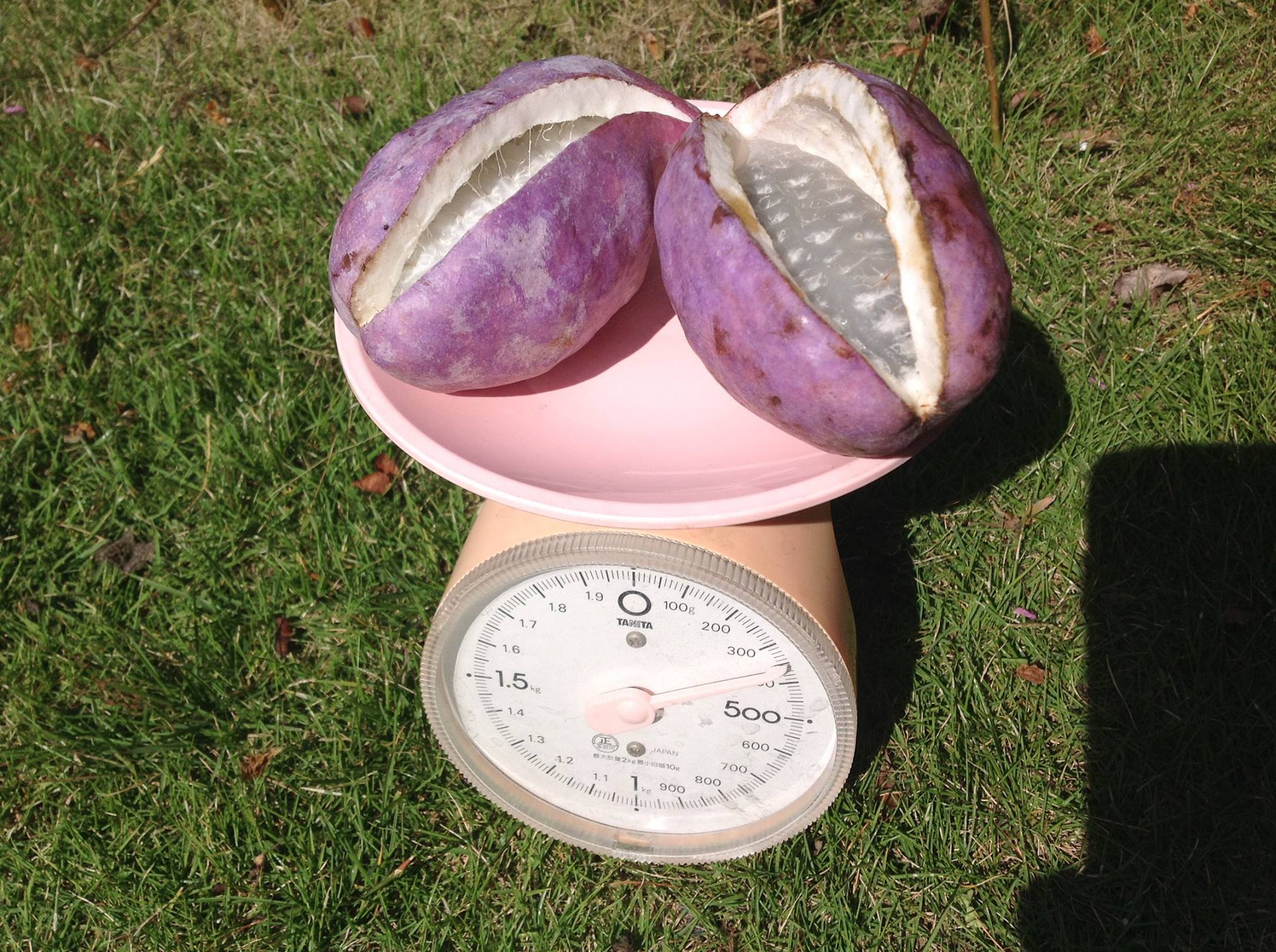あけび　計量.jpg
