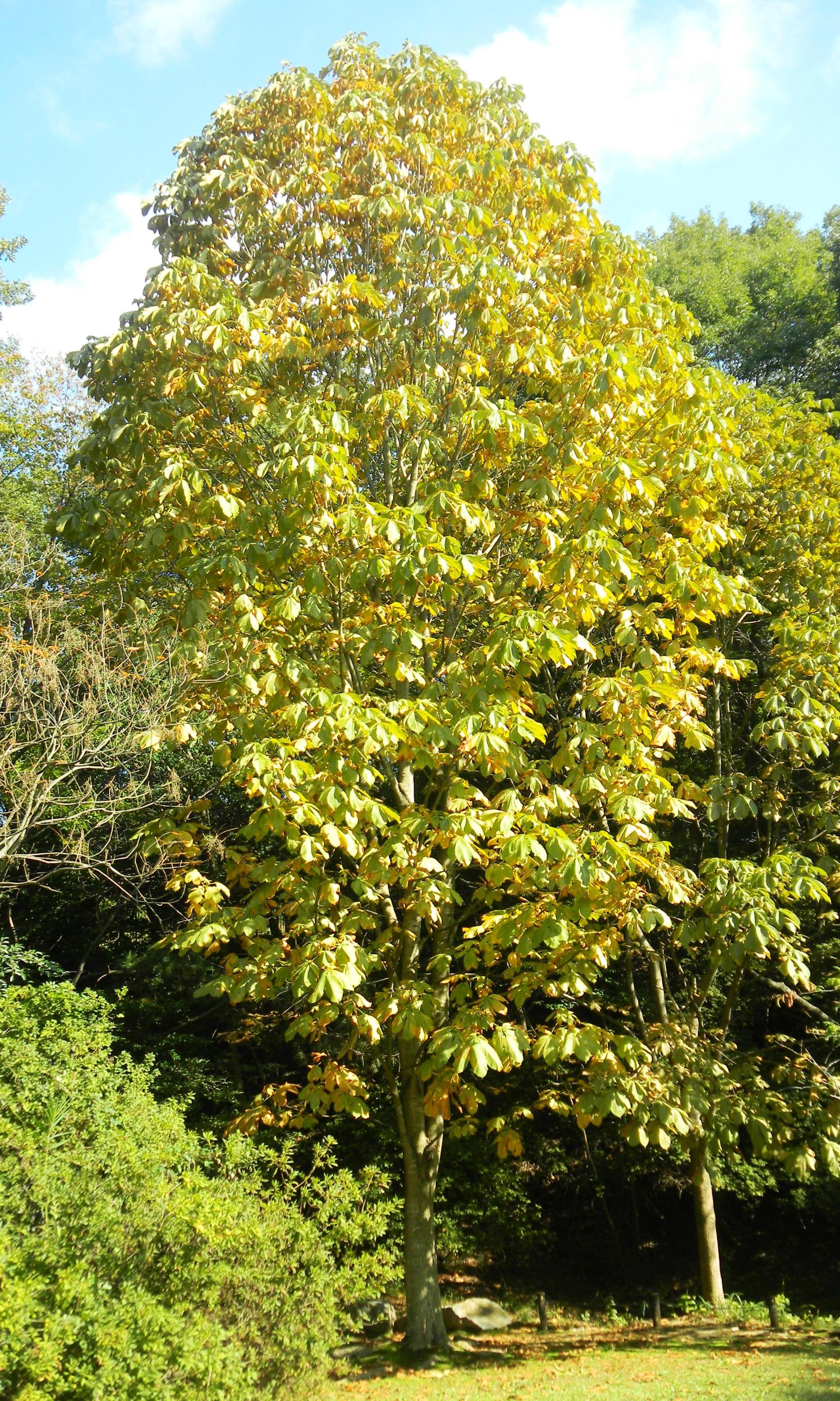 15トチノキ (2)(V.2012_10_26__10_45_15).jpg