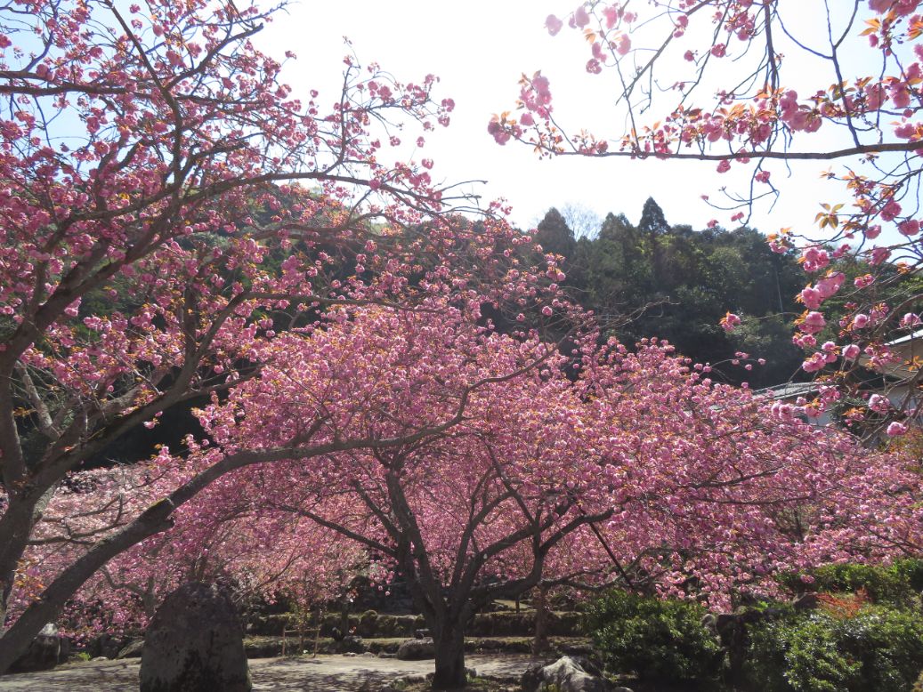 一心寺 (42).jpg
