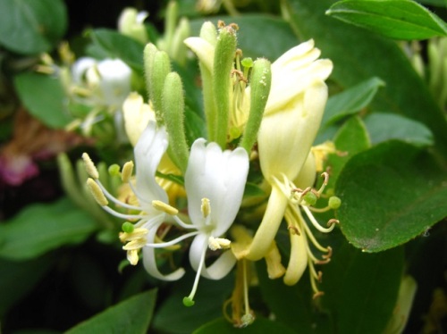 開花時は白い花で薄クリーム色から黄色に変わるスイカズラの花 5月の玉川上水緑道 しろうと自然科学者の自然観察日記 楽天ブログ
