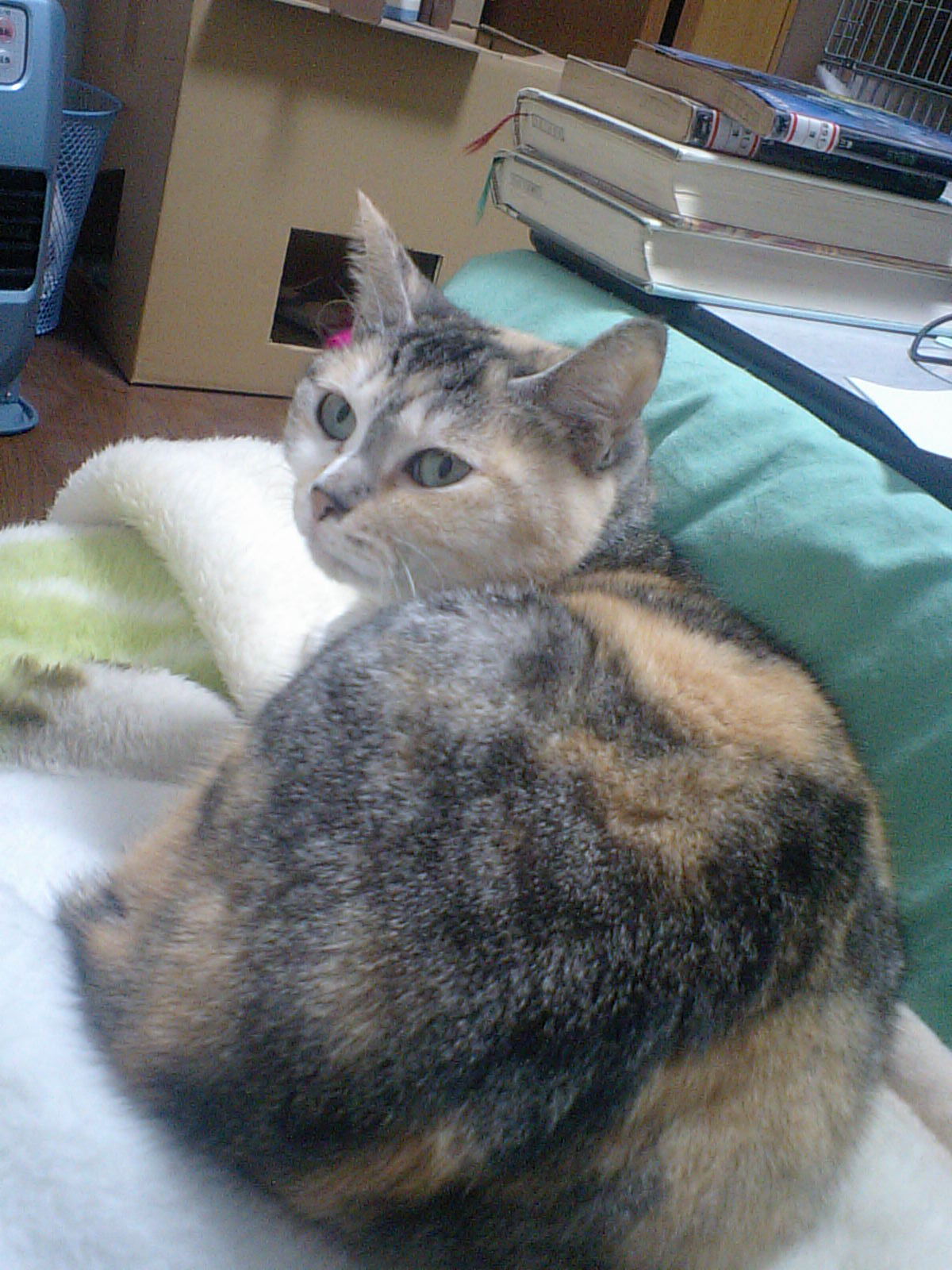 CA340300(V.2015_03_10__11_43_00).jpg