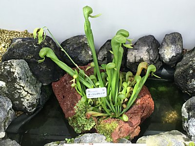 京都府立植物園ﾀﾞｰﾘﾝｸﾞﾄﾆｱ2.jpg