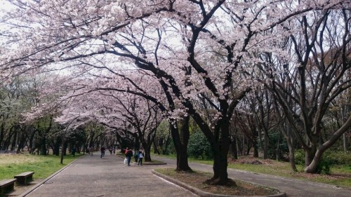 2016桜2.JPG