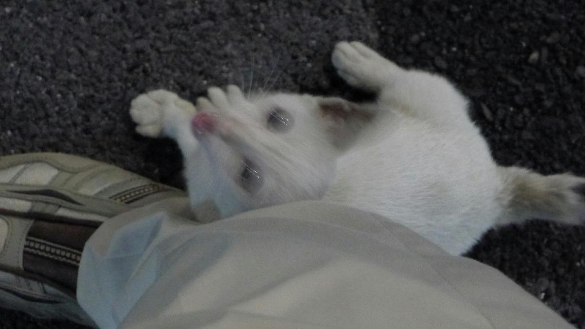 0猫が寄ってきた (1).JPG