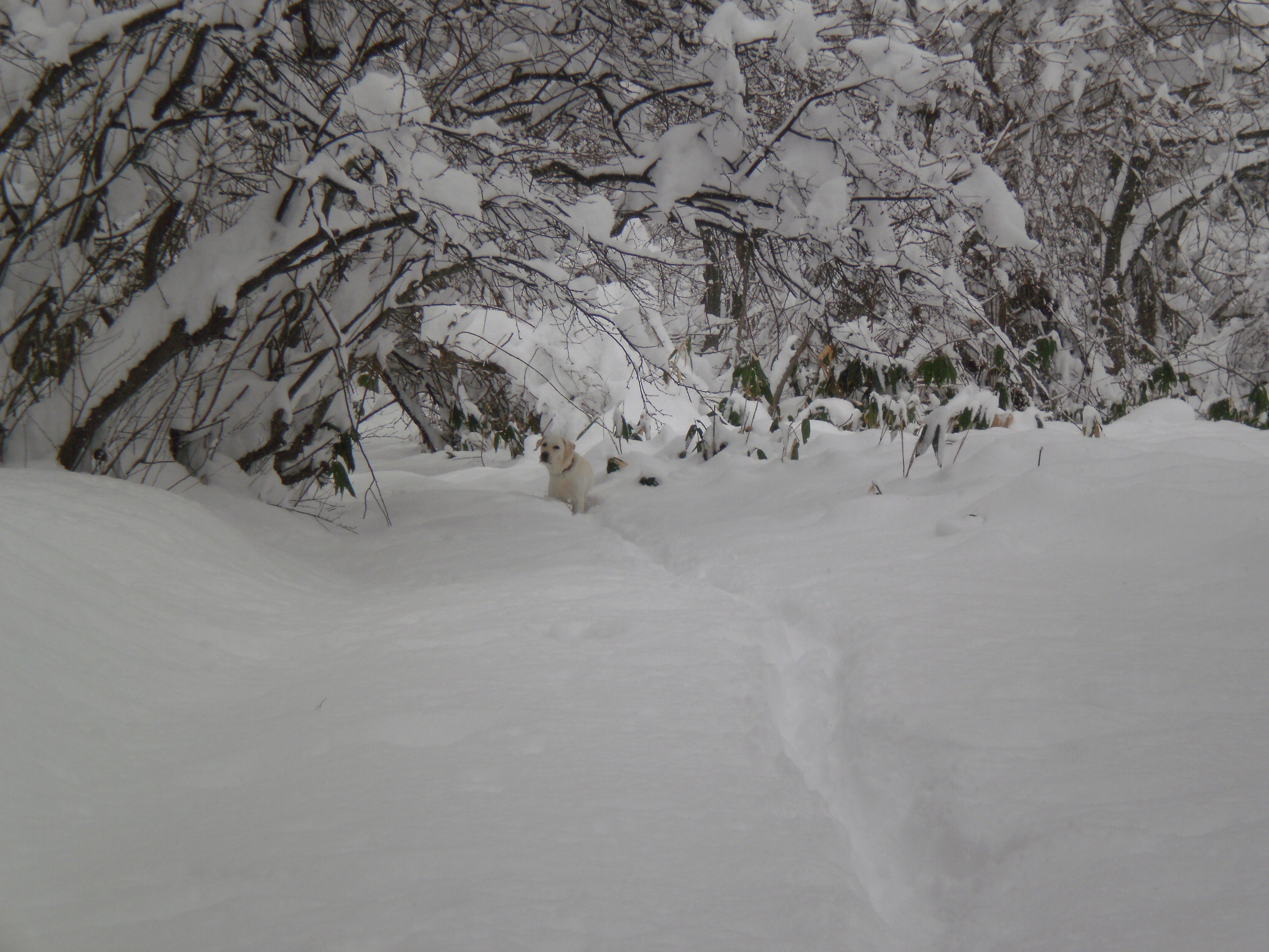 すごい雪１