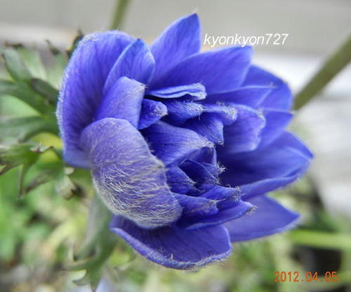 anemone5