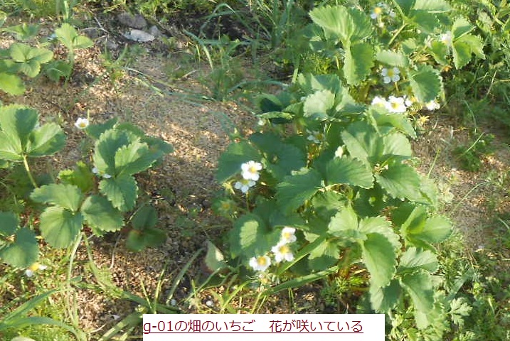 はたけいちご.JPG
