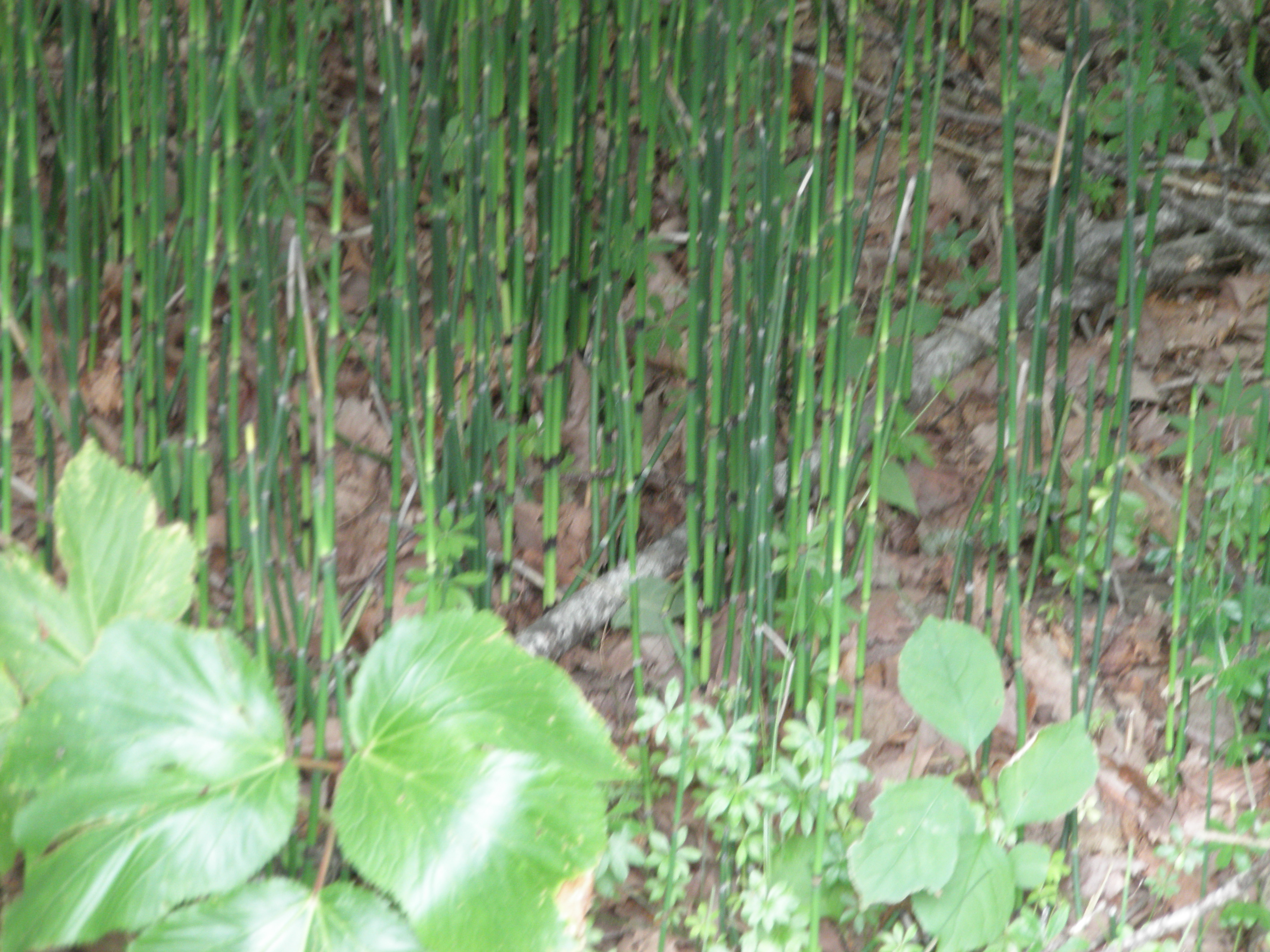P8151671.JPG