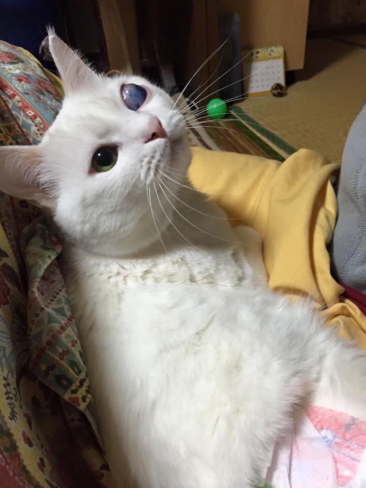 2015.12.31 ミィ.jpg