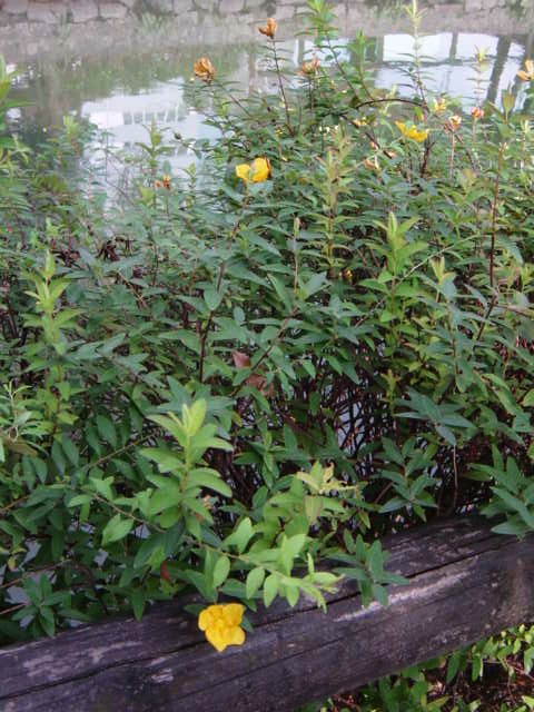 DSC09206.JPG