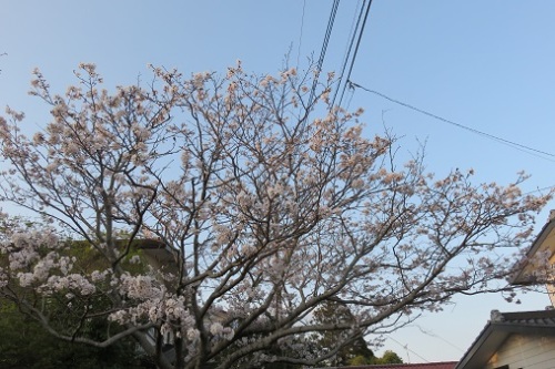 150401我が庭の桜満開.jpg