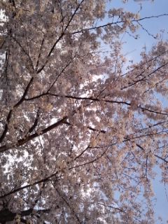 ピンクのソメイヨシノ2012.jpg