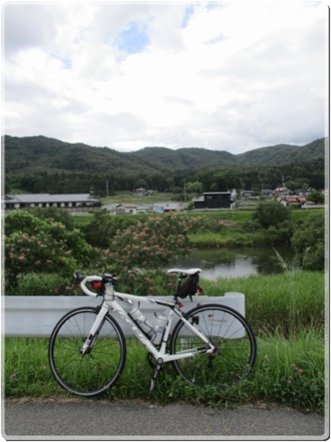 0298江の川沿いの合歓の花_0298.jpg