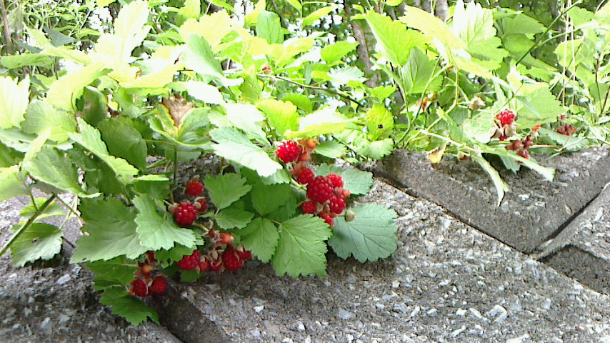 NEC_0254.JPG