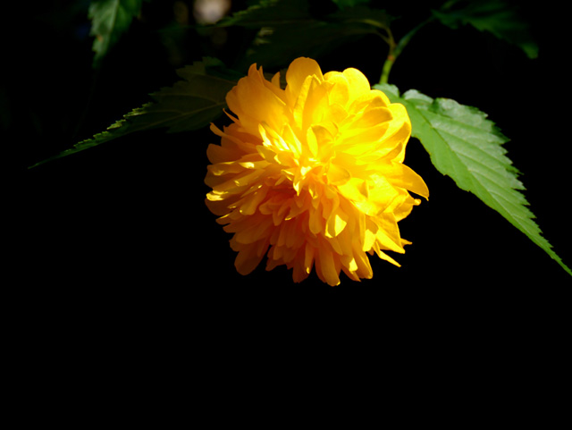 花.jpg