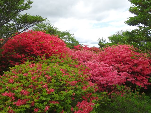 210525yahatatsutsuji2.jpg