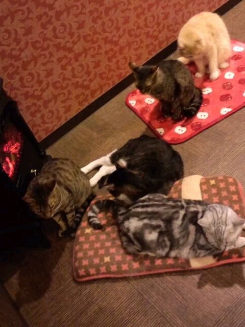 ぬくぬく…その2_2017