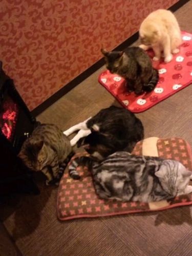 ぬくぬく…その2_2017