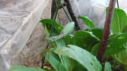 今日のカマキリちゃん.JPG