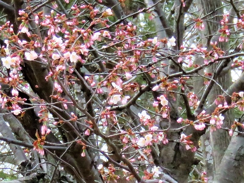 2桜咲く-2.jpg