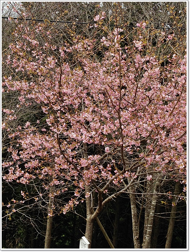 河津桜_1383.JPG