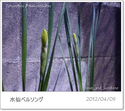 水仙ベルソング 2012.04.09.JPG