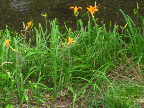 ノカンゾウの花 ノカンゾウの花や茎には たくさんの白い虫 キスゲフクレアブラムシ がついています しろうと自然科学者の自然観察日記 楽天ブログ