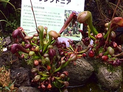 咲くやこの花館　ダーリングトニア.jpg