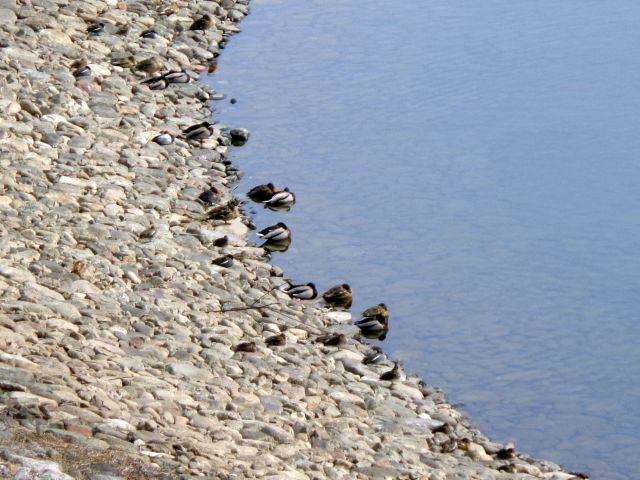 230305toda3.jpg