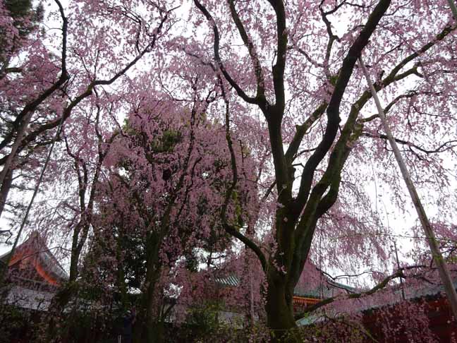 平安神宮 (61).JPG