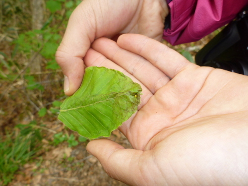 オトシブミ201307015.jpg