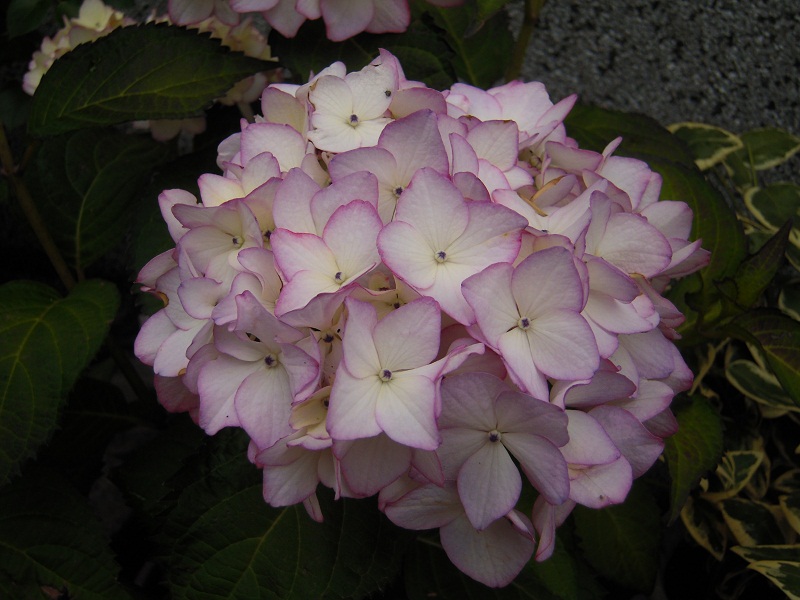 DSCN6885.JPG