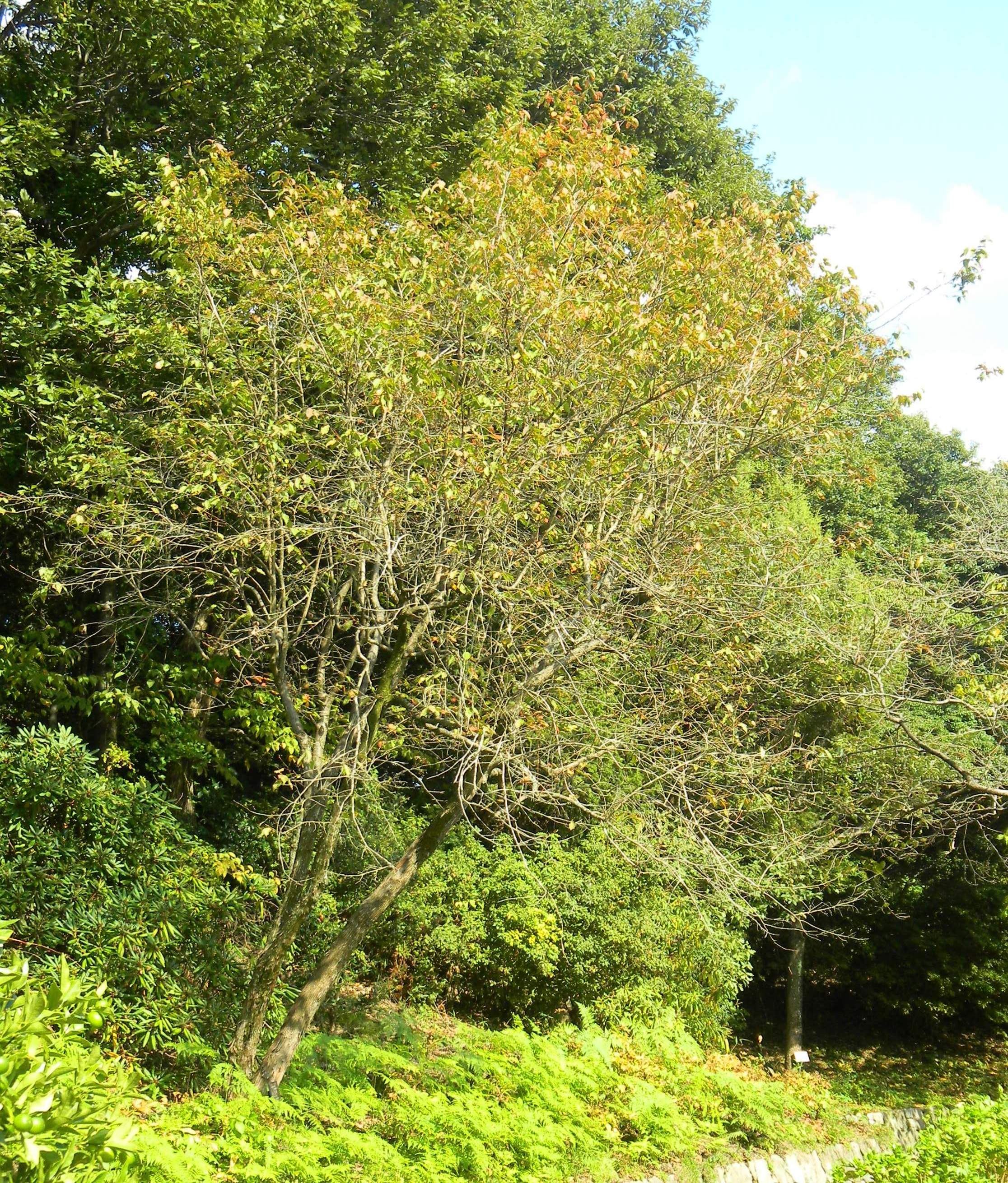 12ネジノキ (2)(V.2012_10_26__10_43_53).jpg