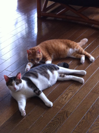 ねこたち.jpg