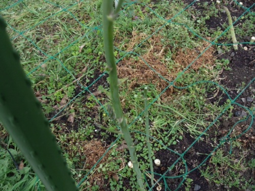 アスパラガスを長期収穫するための立茎というテクニック 家庭菜園デザインノート 楽天ブログ