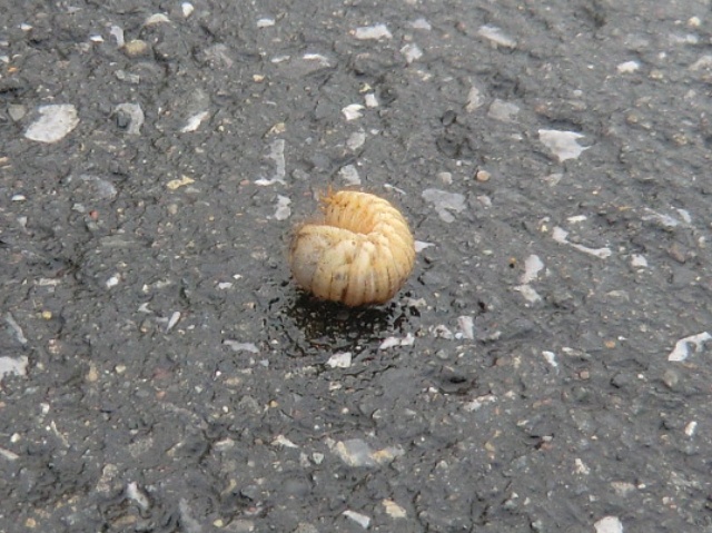 CIMG0924-1.jpg
