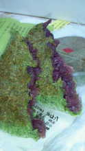 NEC_7791.JPG