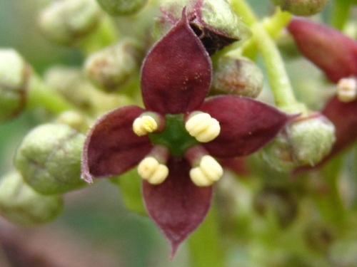 アオキの花 雄株の雄花 春 3月下旬 4月初旬 の高尾山での自然観察