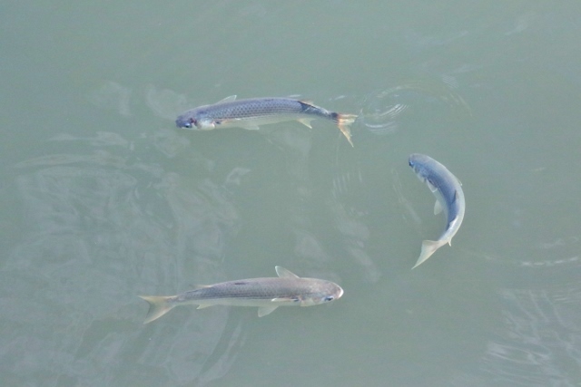 P95A2189 (640x427).jpg