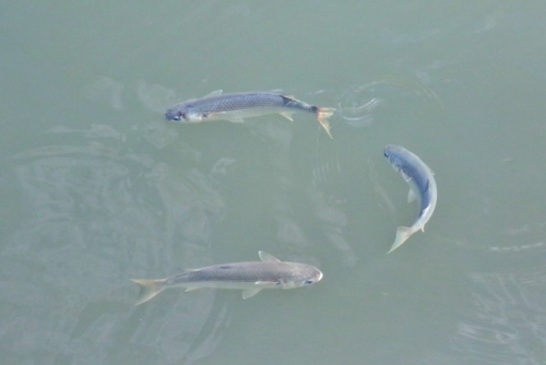 P95A2189 (640x427).jpg