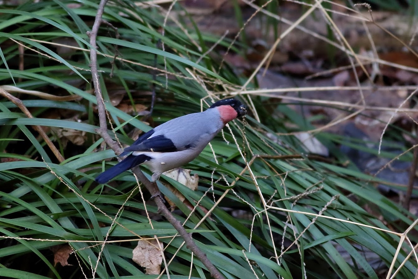 3E1A75242013ウソ.JPG